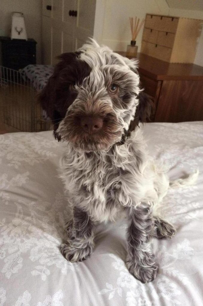 roan cockapoo