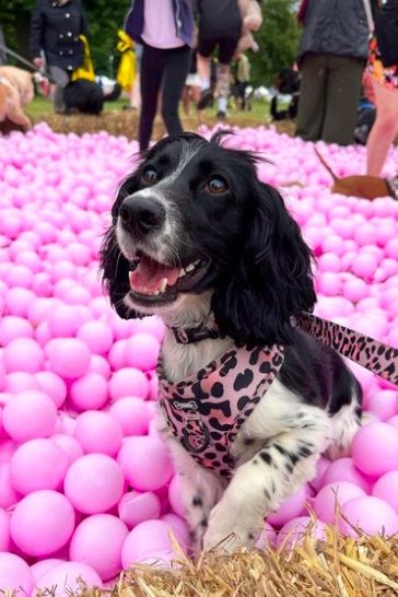 black and white cocker spaniel