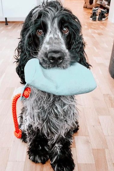 blue roan cocker spaniel