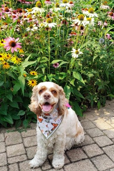 parti cocker spaniel