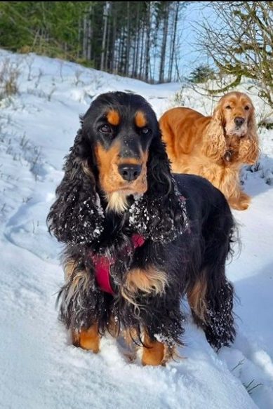 black and tan cocker spaniel