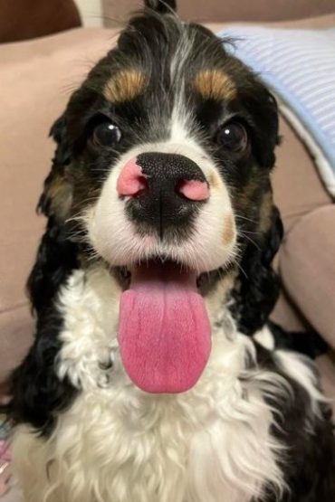 Cocker Spaniel Colors Guide (Black, Golden, Merle, Roan etc ...