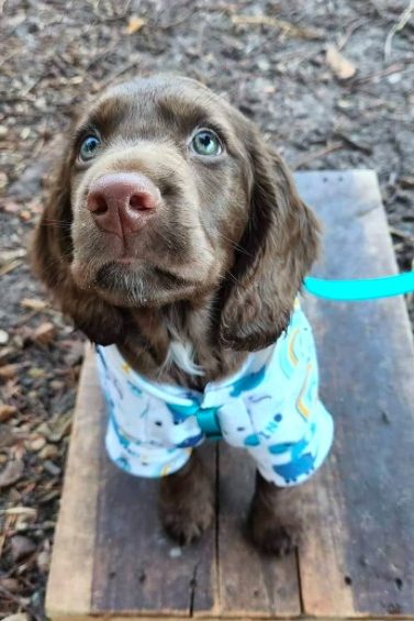 liver cocker spaniel
