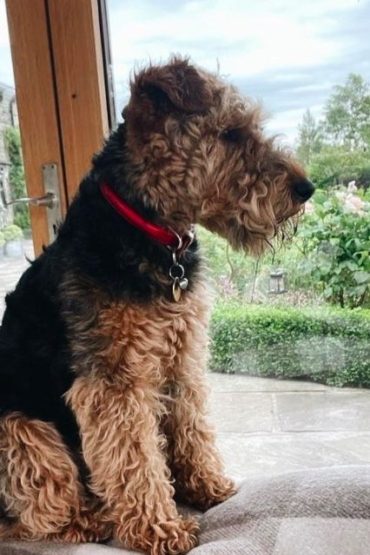 Airedale Terrier Size Guide (Miniature vs Standard) | PupTraveller