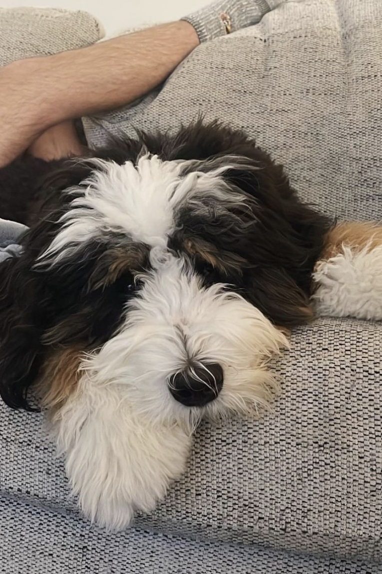 Bernedoodle