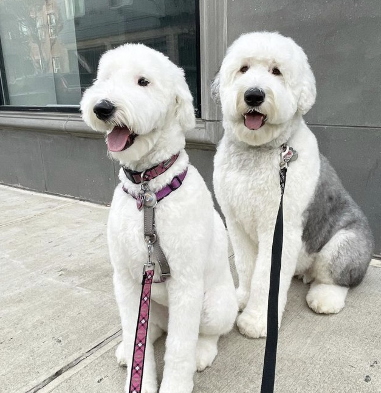 Sheepadoodle generations