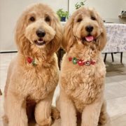 two goldendoodles