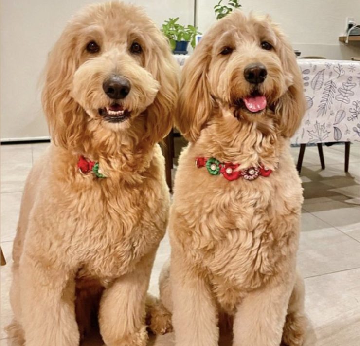 two goldendoodles