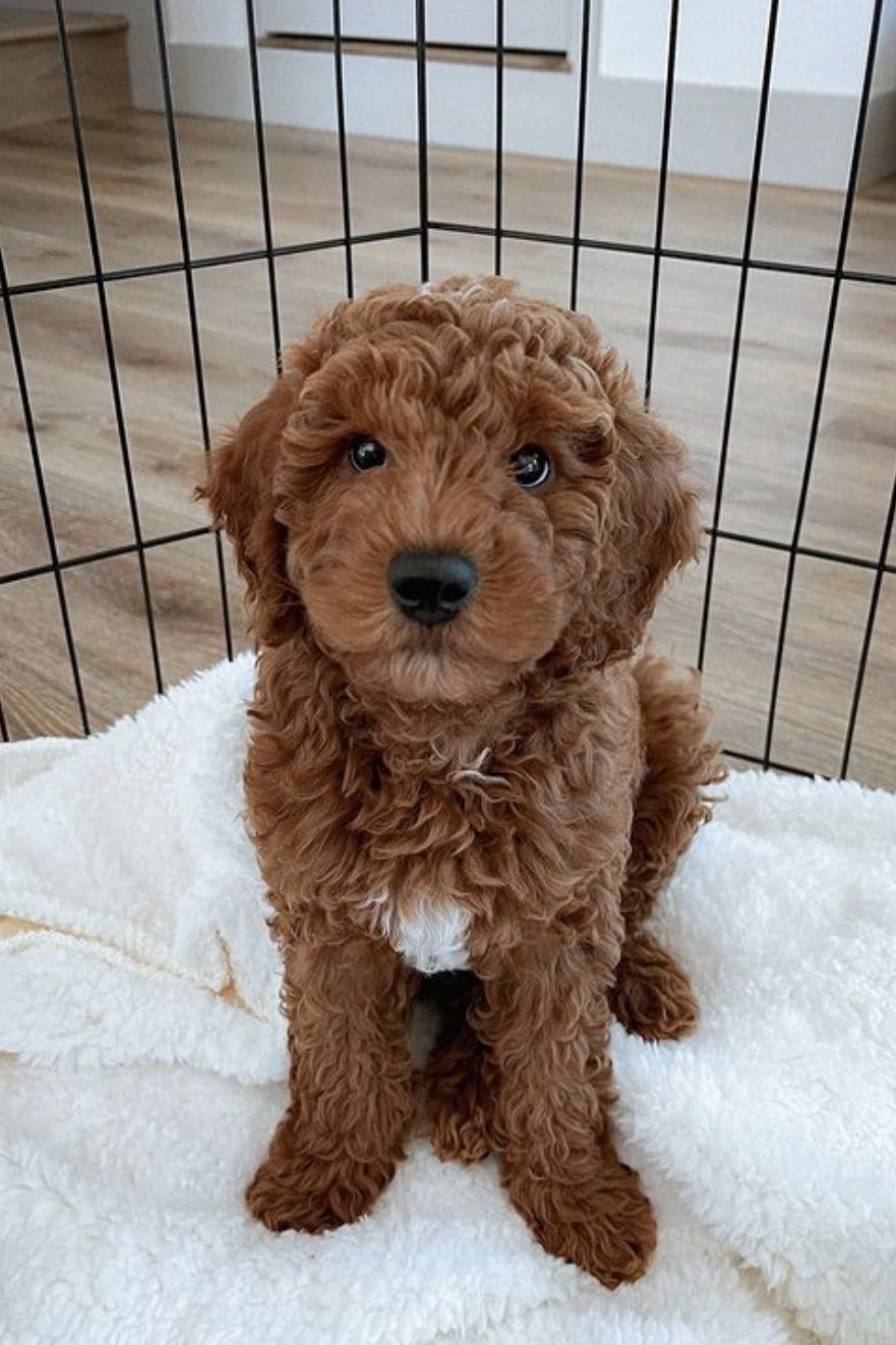 red goldendoodle
