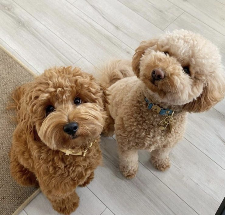 labradoodle price
