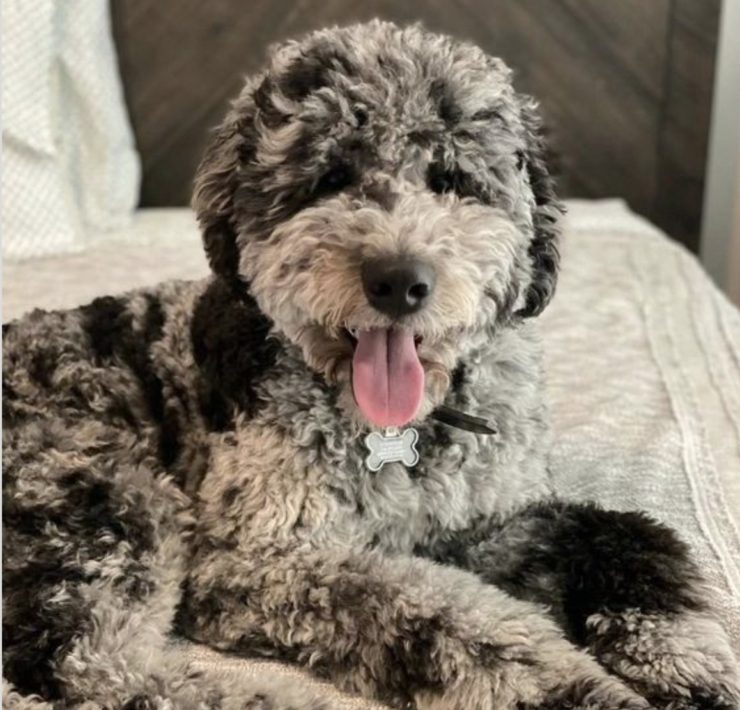 aussiedoodle price
