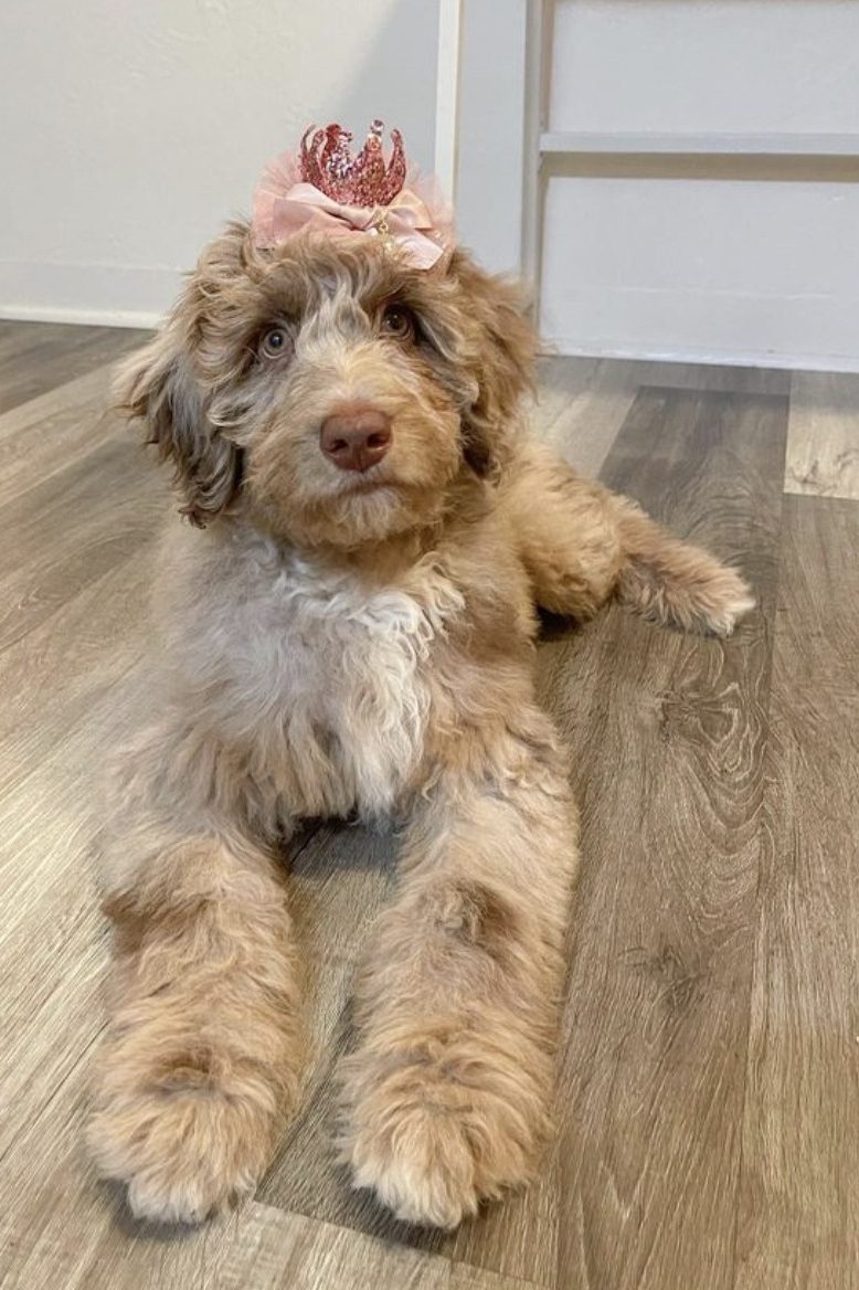 red merle aussiedoodle
