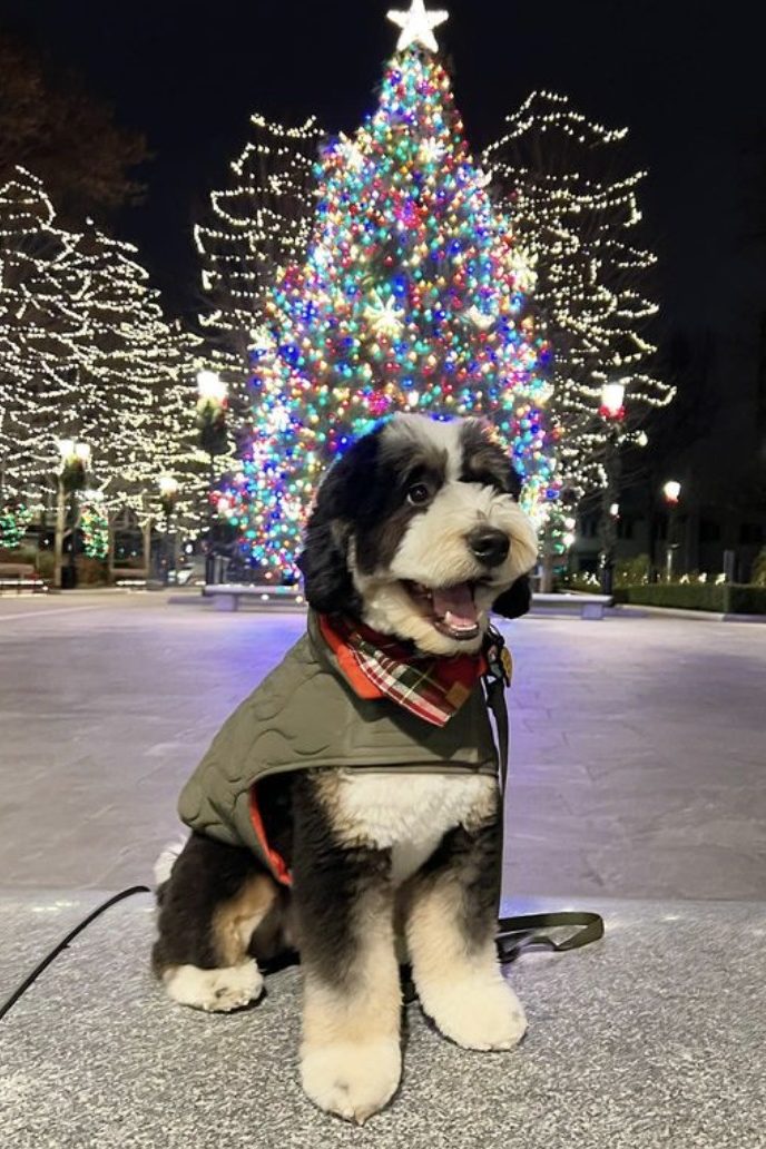 bernedoodle with christmas tree
