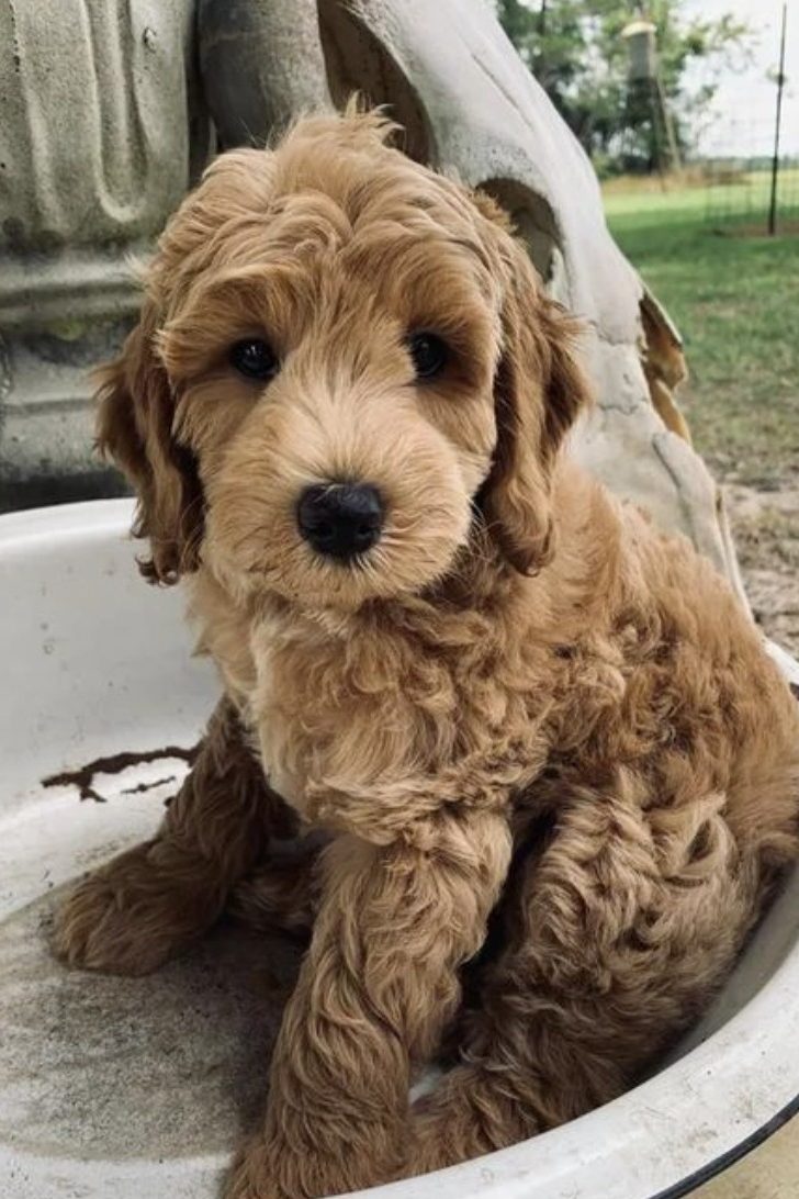 goldendoodle puppy
