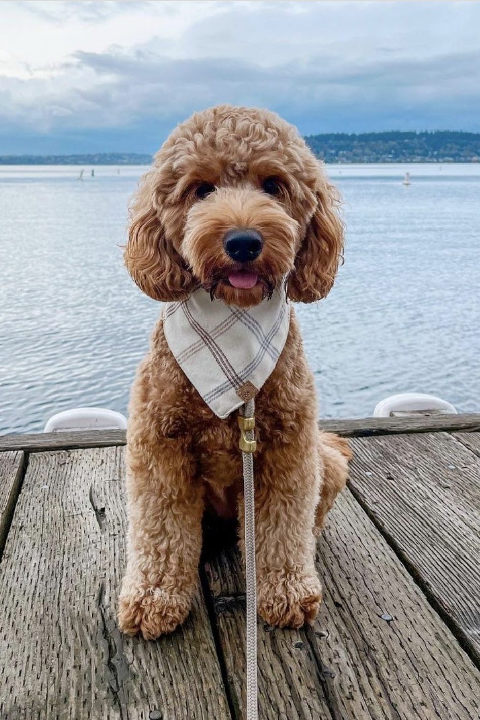 goldendoodle at a lake
