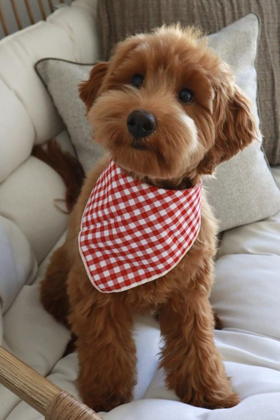 red goldendoodle
