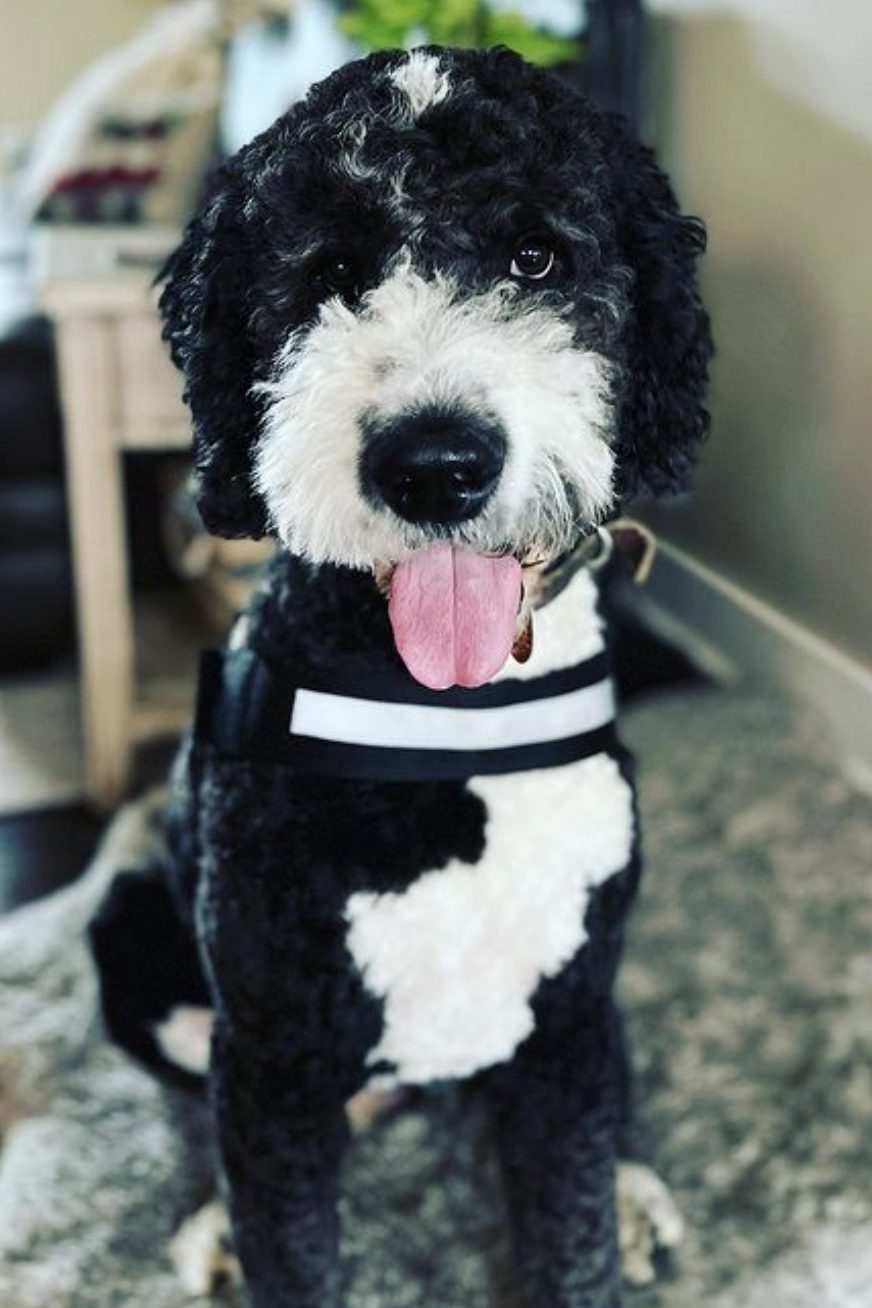 black and white goldendoodle

