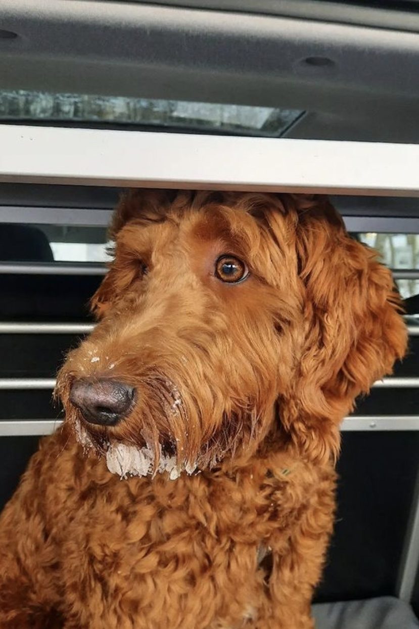 red labradoodle
