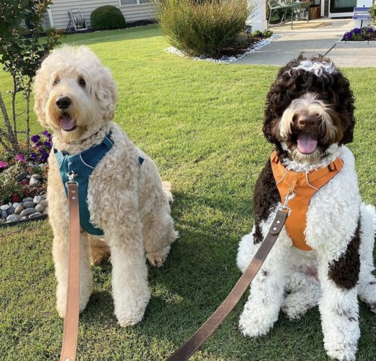 parti labradoodle