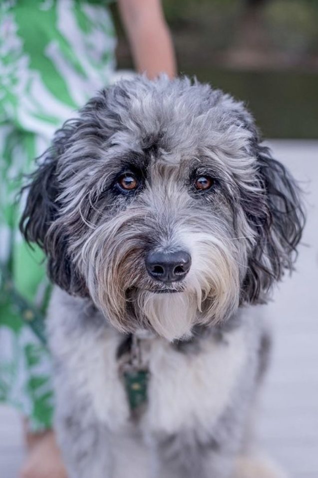 silver aussiedoodle
