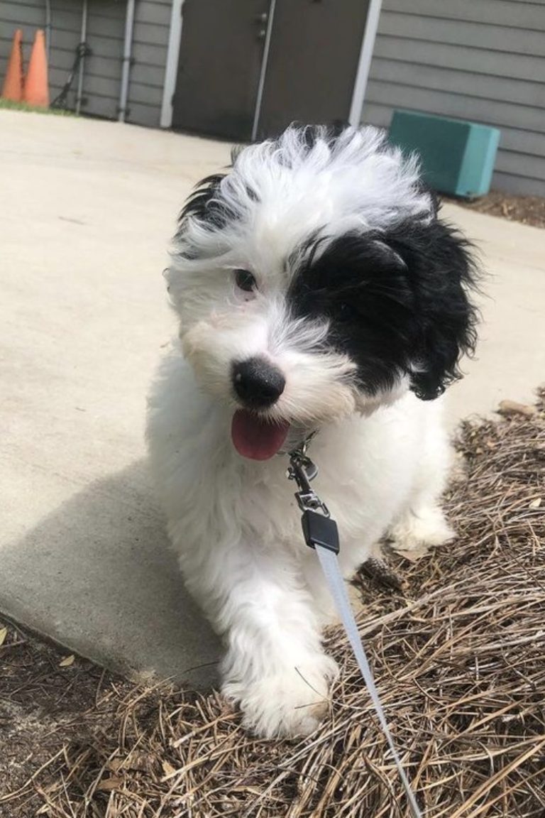 Yorkie Poo Colors Guide Black White Brown Merle Red Etc yorkie-poo-colors-guide-black-white-brown-merle-red-etc