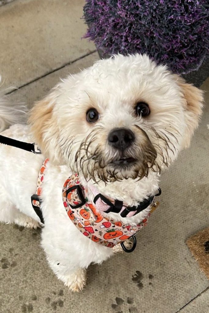 how-much-are-shih-poo-puppies-real-breeder-prices-puptraveller