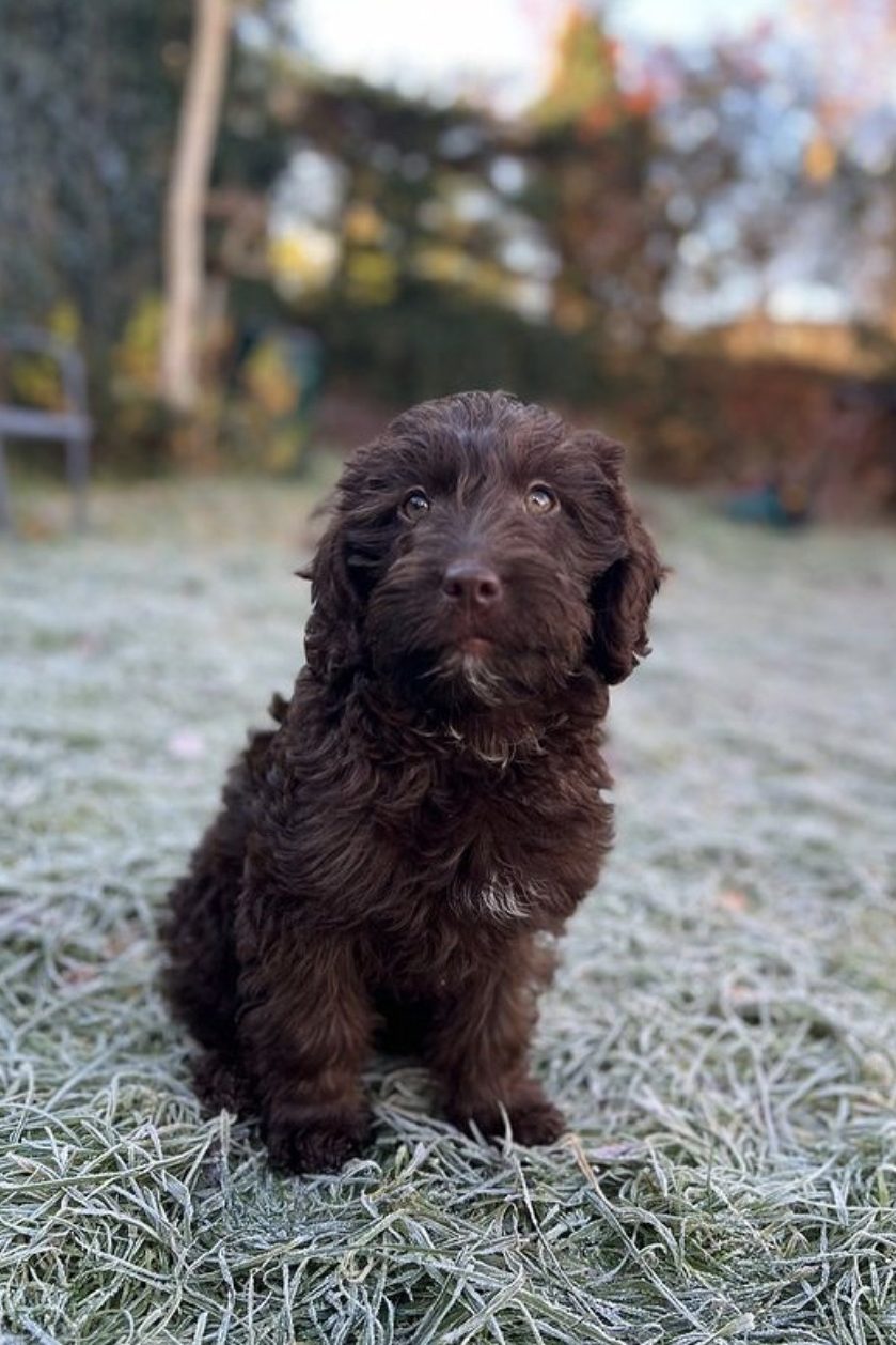 chocolate toy labradoodle
