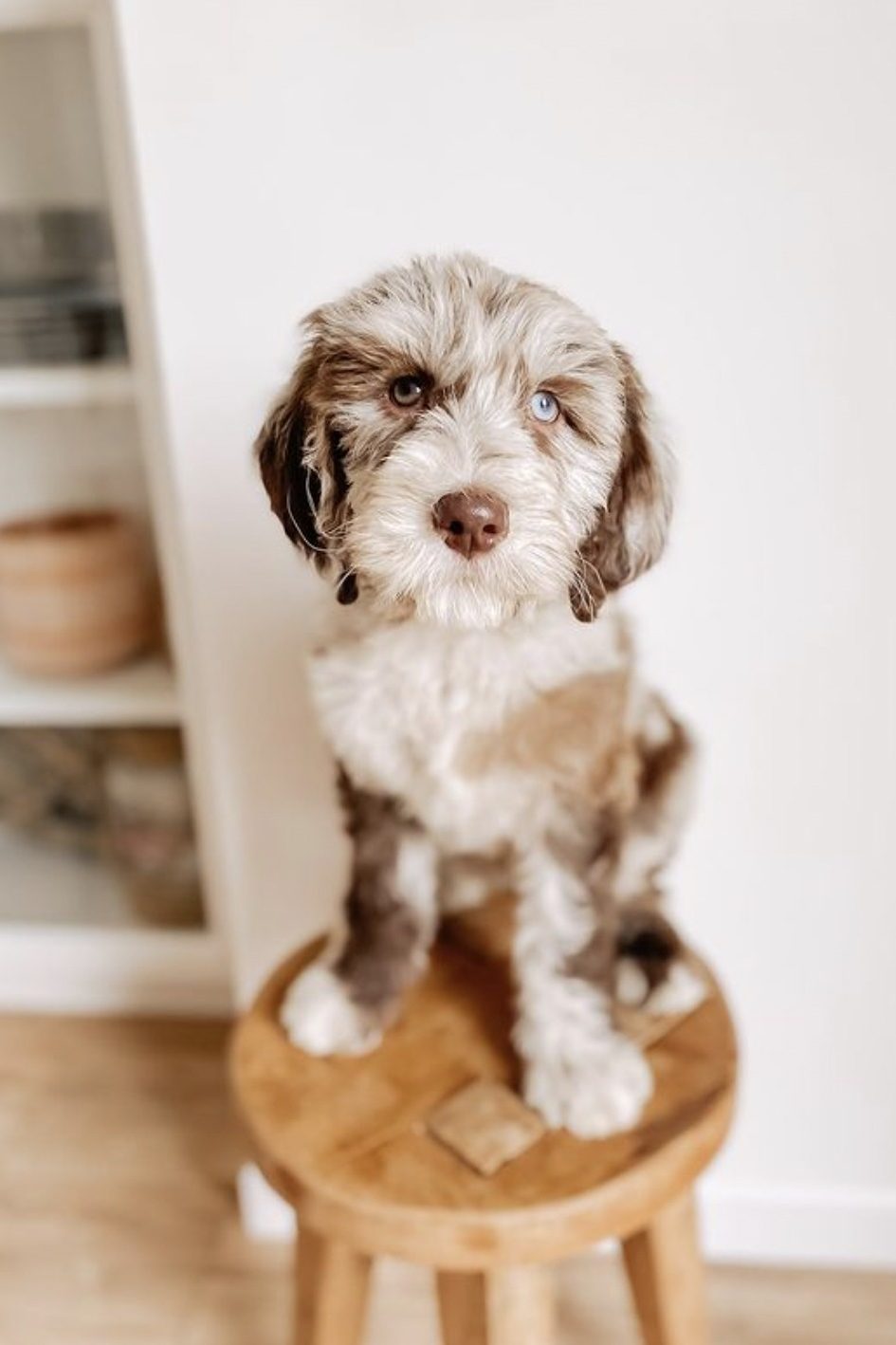 chocolate merle goldendoodle
