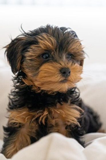 Yorkie Poo Colors Guide Black White Brown Merle Red Etc yorkie-poo-colors-guide-black-white-brown-merle-red-etc