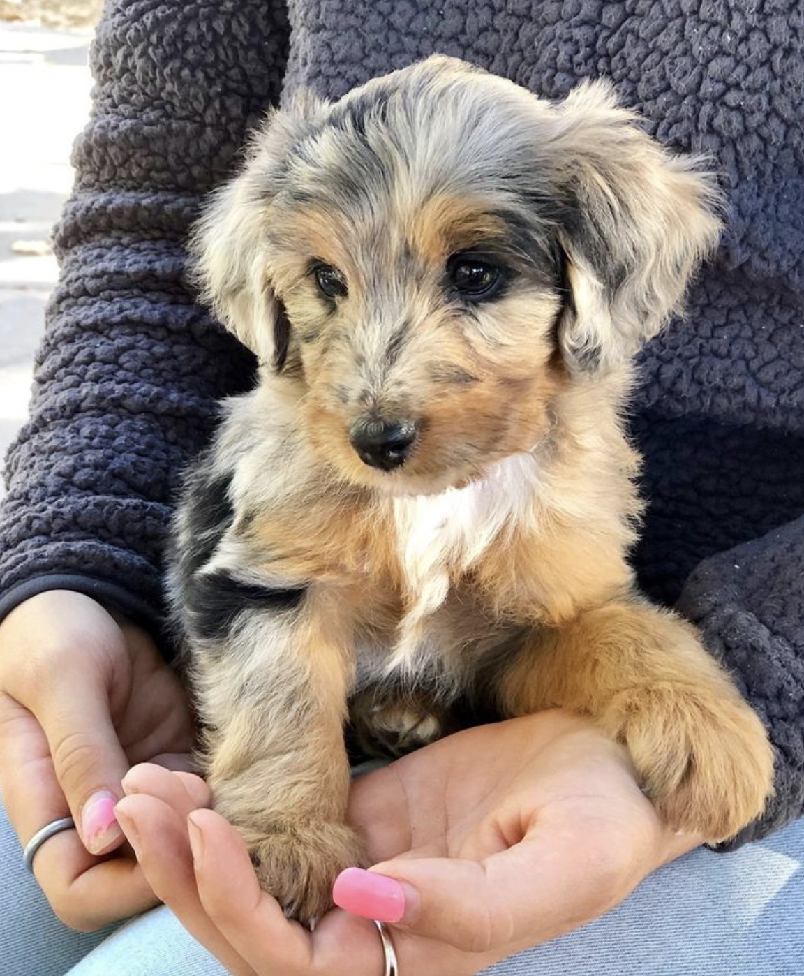 Toy Aussiedoodle Toy Aussiedoodle