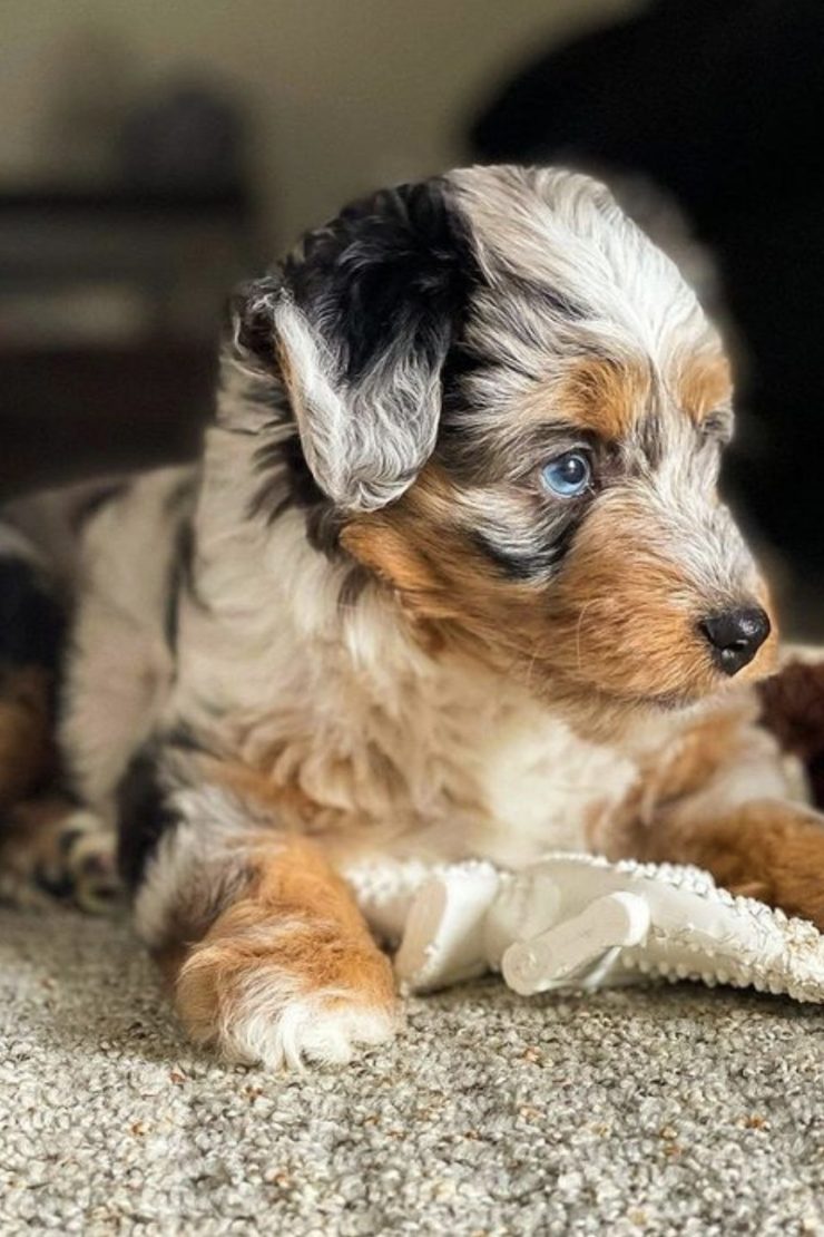 Toy Aussiedoodle Guide Size Temperament Hypoallergenic Etc Toy Aussiedoodle Guide Size Temperament Hypoallergenic Etc