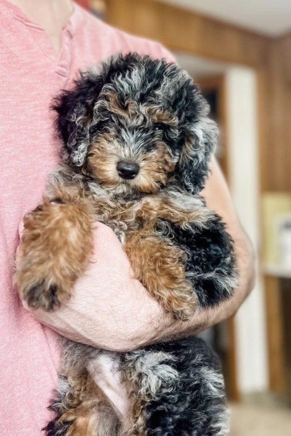 Toy Aussiedoodle Guide Size Temperament Hypoallergenic Etc Toy Aussiedoodle Guide Size Temperament Hypoallergenic Etc