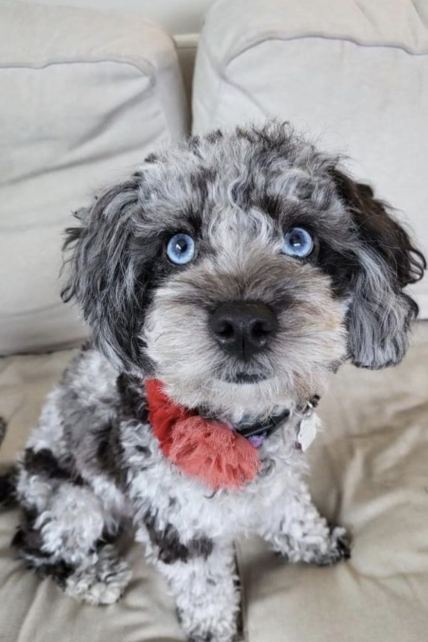 toy aussiedoodle
