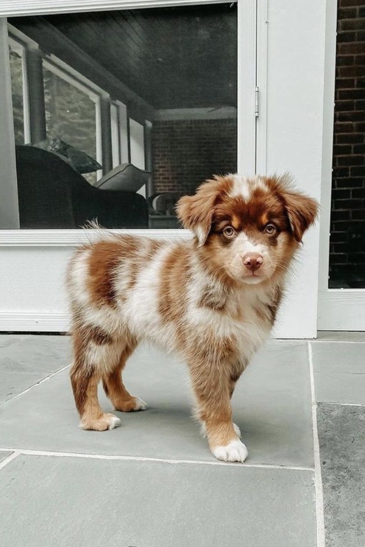 Teacup Australian Shepherd Guide Size Price And More