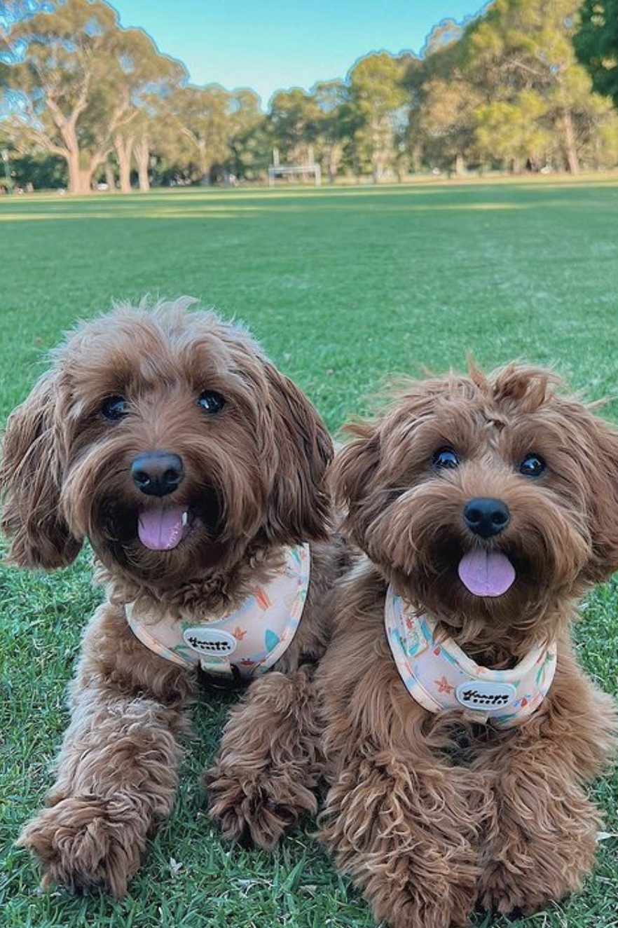 two toy cavapoos
