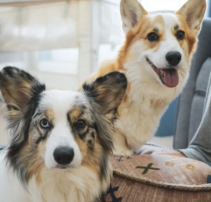 merle corgi