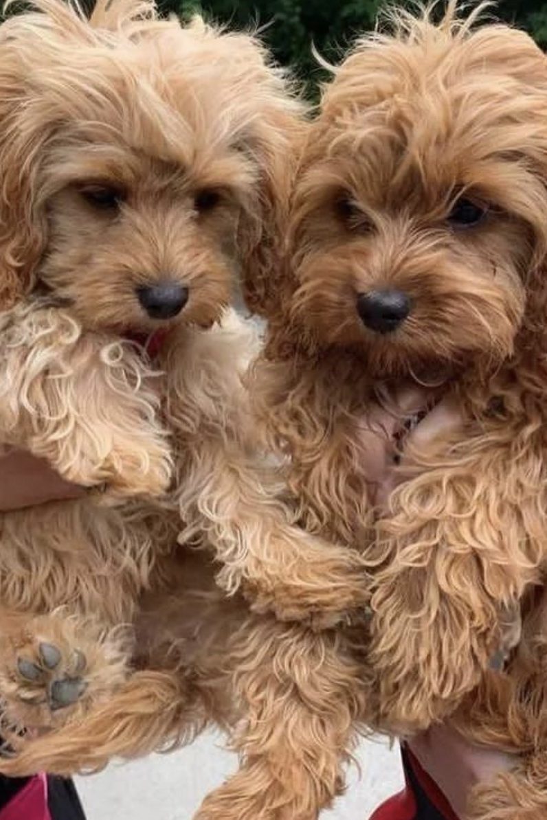 two cavapoos
