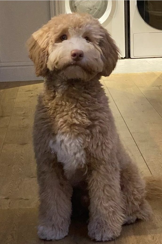 labradoodle caramel with white patches
