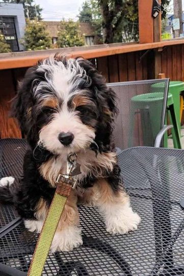 tri color tiny bernedoodle