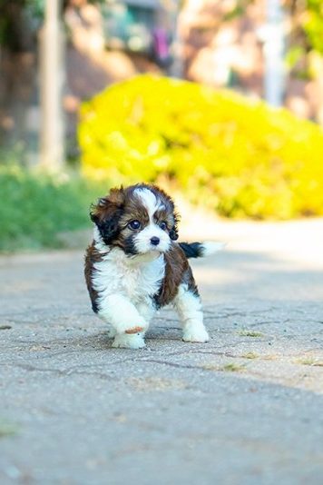 teacup cavapoo wandering outside on footpath