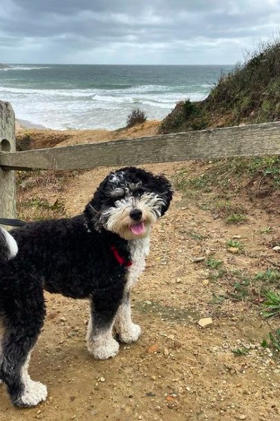 miniature bernedoodle