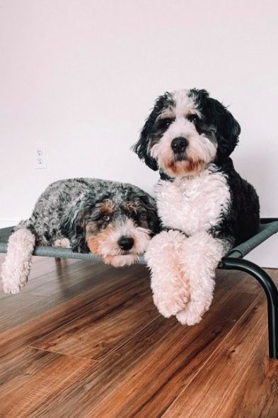 two bernedoodles on bed