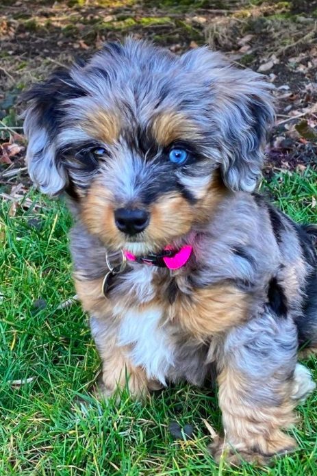 merle tiny bernedoodle