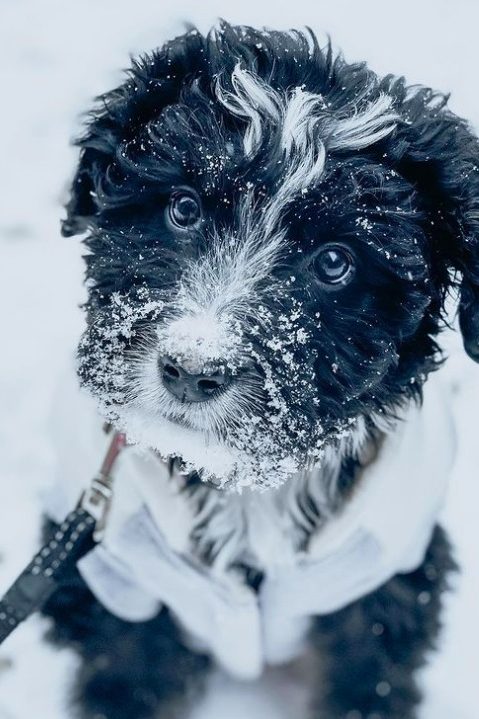 bernedoodle in snow