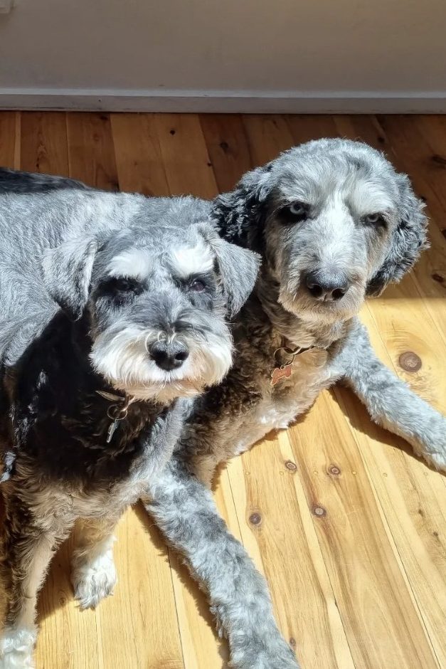two schnoodles
