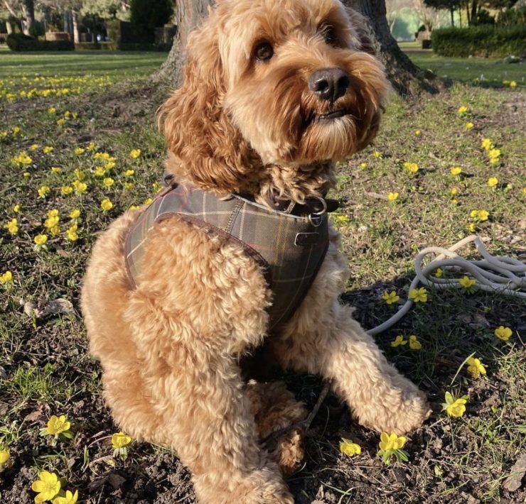 cockapoo full grown
