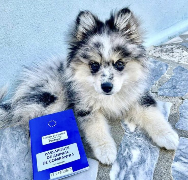 teacup pomsky