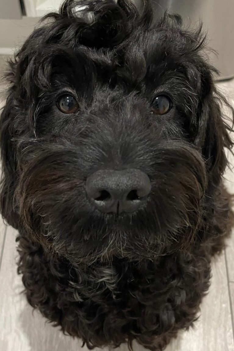 Black Cockapoo Guide Everything You Need To Know