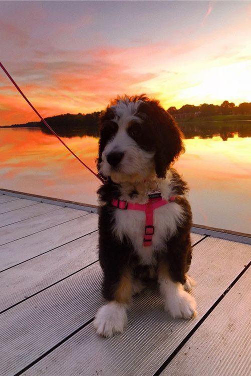 bernedoodle sunset lake
