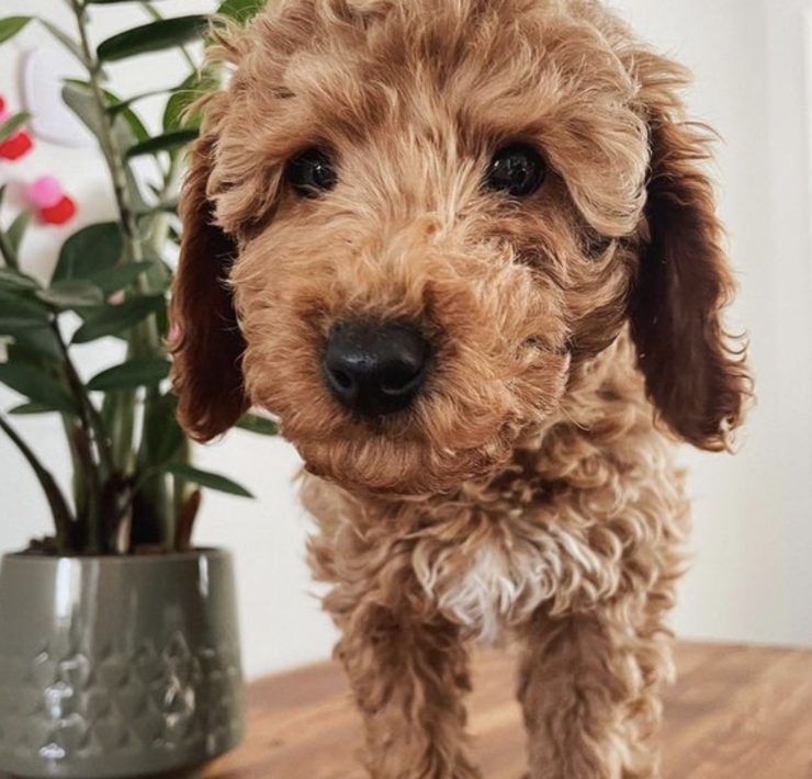 f1b labradoodle